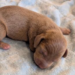 Axel - Gray (blue) male Dachshund puppy in Marshall, Texas from Wilson's Kennels