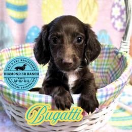 BUGATTI - Chocolate male Dachshund puppy in Columbia, Louisiana from Diamond 5R Ranch AKC & CKC Miniature Dachshunds