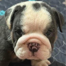 Roselle - Girl 1 - Blue Tri - Blue tri-color female Bulldog puppy in Lakeland, Florida from Fur Love And Puppies