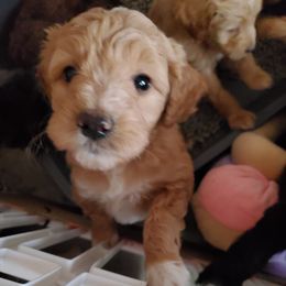 Aussiedoodle Puppies from Color Country Doodles