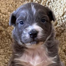 Shepherd - Dilute blue male Australian Shepherd puppy in Canton, Mississippi from Haven Farms Australian Shepherds