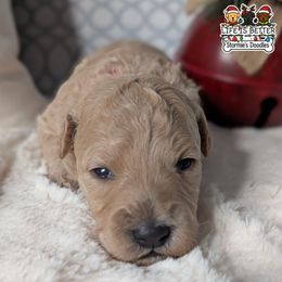 Pink Girl - Cream female Goldendoodle puppy in Rockledge, Florida from Stormie's Doodles