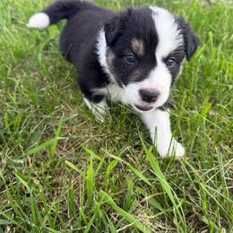 Marshall - Tri-color male Border Collie puppy in Dorr, Michigan from Pineview Farm