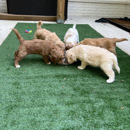 Goldendoodle Puppies from Ellie's Goldendoodles