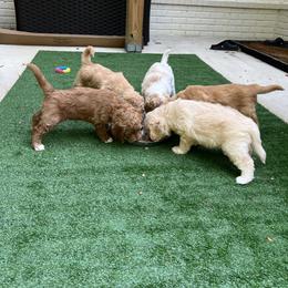 Goldendoodle Puppies from Ellie's Goldendoodles