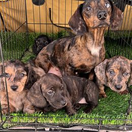 Dachshund Puppies from Lily’s Mini Dachshunds