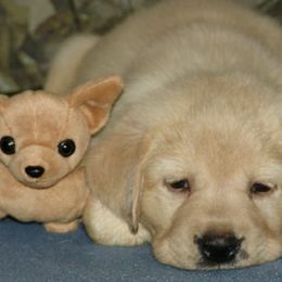 Labrador Retrievers from Dee's Labrador Retrievers
