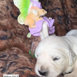 Willow Girl 6 - Light golden female Golden Retriever puppy in Niles, Michigan from Composer Goldens