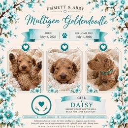 11. DAISY - TURQUOISE COLLAR GIRL - Apricot female Goldendoodle puppy in Charlo, Montana from Heavenly Hilltop Farm