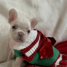 Mr. Bubbles - Cream French Bulldog puppy in San Francisco, California from Bossalini French Bulldogs