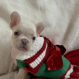 Mr. Bubbles - Cream French Bulldog puppy in San Francisco, California from Bossalini French Bulldogs