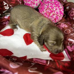 Flora - Chocolate and cream female Dachshund puppy in Sheridan, Arkansas from Farmhouse Dachshunds