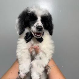 Stuffing - Parti male Poodle puppy in Greeneville, Tennessee from Smokey Mountain Sheepadoodles