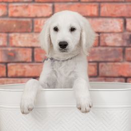 Mr Gray - Light golden Golden Retriever puppy in Sheridan, Indiana from Majestic Manor Goldens