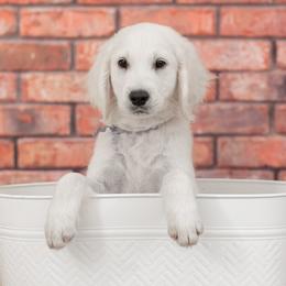 Mr Gray - Light golden Golden Retriever puppy in Sheridan, Indiana from Majestic Manor Goldens