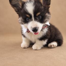 Louie - White and black male Pembroke Welsh Corgi puppy in Ramona, Oklahoma from Eden Farms Corgis