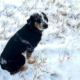 Australian Shepherds from Jameson Ranches