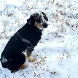 Australian Shepherds from Jameson Ranches
