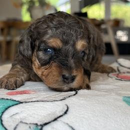 Girl 1 - Merle female Cavapoo puppy in Yuciapa, California from AlltheDoodlez_