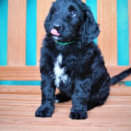 Goldendoodle Puppies from Warren Doodles