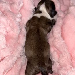 Orion - Brindle and white male Shihpoo puppy in Murphy, North Carolina from Christina’s Puppy Utopia
