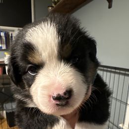 Girl 3 - Black tri female Miniature Australian Shepherd puppy in Saco, Maine from Wags Family Aussies