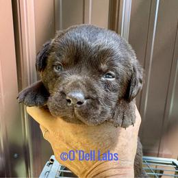 Balto - Chocolate male Labrador Retriever puppy in Sullivan, Missouri from O’Dell Labs