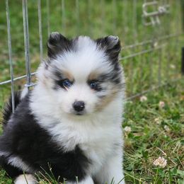 Daisy - Merle Pomsky puppy in Wheeling, Illinois from Bear Cave Pomskies