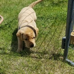 Labrador Retriever Puppies from Canyon River Outfitters