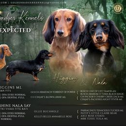 Dachshund puppies from Golden Badger Kennels