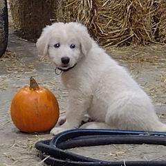 Maremma Sheepdog puppies from The Ewe Crew Homestead LLC