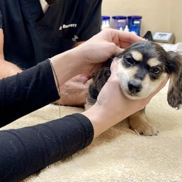 Dachshund Puppies from Island Farms Mimi’s Dachshunds Florida