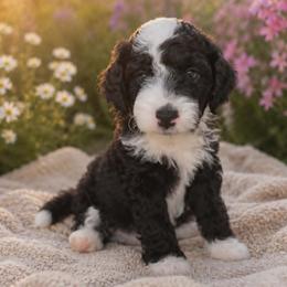 Panda - Black male Goldendoodle puppy in Englewood, Ohio from The Golden Aussie Co.