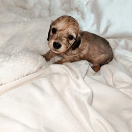 Clemencie - Cream female Dachshund puppy in San Diego, California from Enchanted little dachshunds