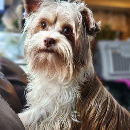 Cozmo - Chocolate male Morkie puppy in West Enfield, Maine from GRIFFEY'S SPA AND KENNEL