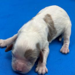 Tucker - Blenheim male Cavapoo puppy in Burke, New York from Patti’s Puppies