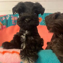 Black - Black male Miniature Schnauzer puppy in Malvern, Arkansas from Deep South Miniature Schnauzers