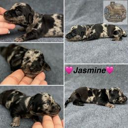 Jasmine 3250 - Dapple female Dachshund puppy in Gatesville, Texas from Emily’s Doxie Domain