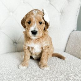 Frisbee - Apricot female Goldendoodle puppy in Sterling, Illinois from Charley's Goldendoodles