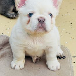 Frost - Cream male French Bulldog puppy in San Diego, California from Hlop Frenchies LLC