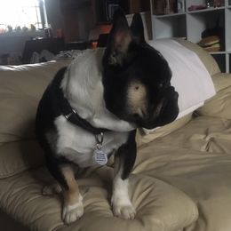 GUINNESS - French Bulldog