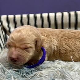 Vacation purple - Apricot male Goldendoodle puppy in Lakeland, Florida from Poodles Doodles Standard and Mini LLC