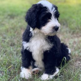 Thyme - Black and white male Assorted Doodle Crosses puppy in Rocky Point, North Carolina from CelticDoods