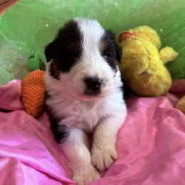 Guiness - Black tri-color male Australian Shepherd puppy in Celina, Tennessee from CumberlandRidge Australian Shepherds