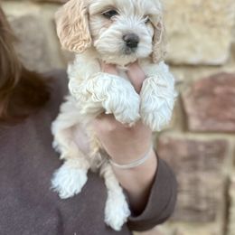 Ranger - Buff and white male Cockapoo puppy in Clinton, Tennessee from High Hopes Hounds