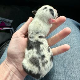 Lucky - Blue merle and white male American Corgi puppy in Bayard, Nebraska from Puppies by Alies