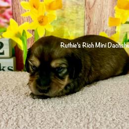 Boy three - Cream male Dachshund puppy in Lakeland, Florida from Ruthie’s Rich Mini Dachshunds
