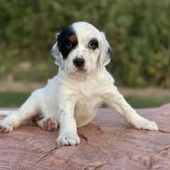 Llewellin Setter Puppies from Hickory Hollow Llewellin Setters, LLC
