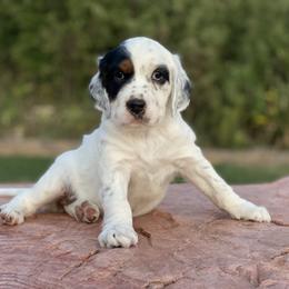 Llewellin Setter Puppies from Hickory Hollow Llewellin Setters, LLC