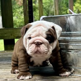 Moros - Chocolate tri-color male Bulldog puppy in Fort White, Florida from Bullgodz English Bulldogs